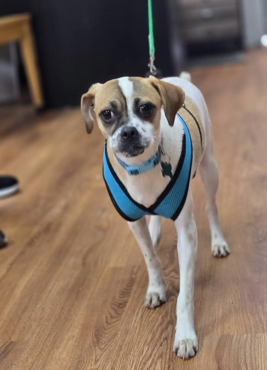 Odin, Adoptable, Young Male Chug.