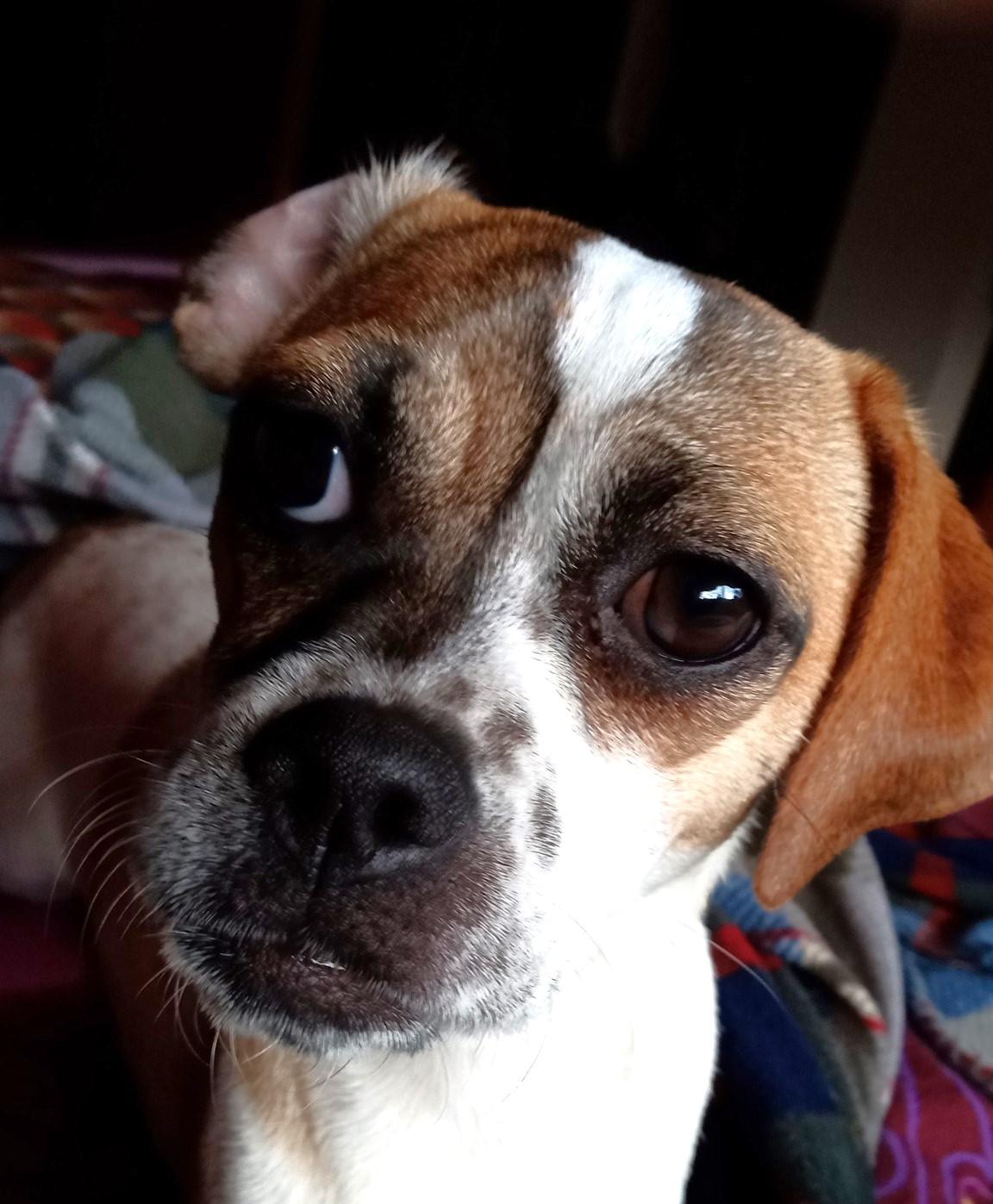 Enlarge Odin, a Adoptable mixed breed in Eugene, OR image 1/4