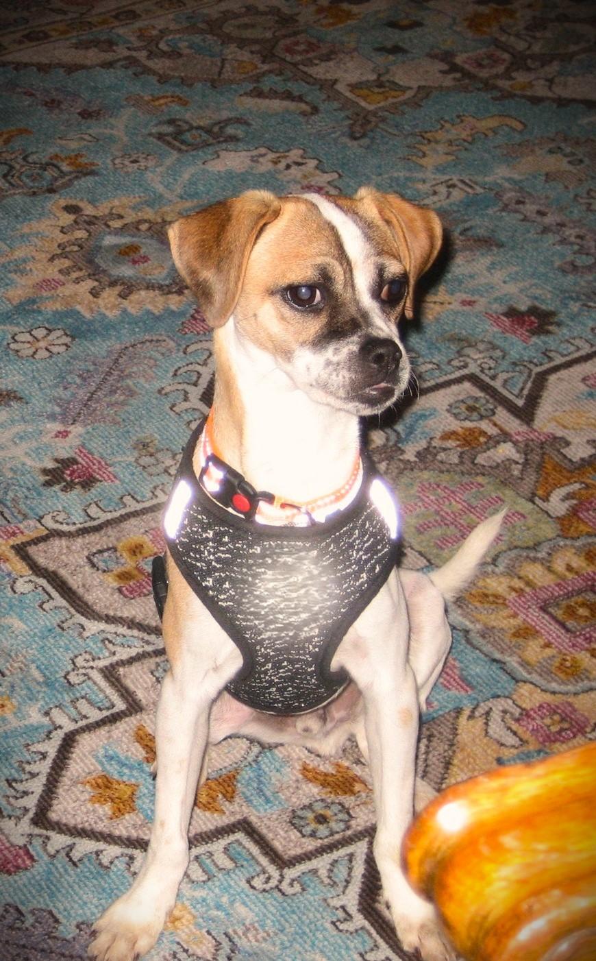 Odin, a Adoptable mixed breed in Eugene, OR image 1/2