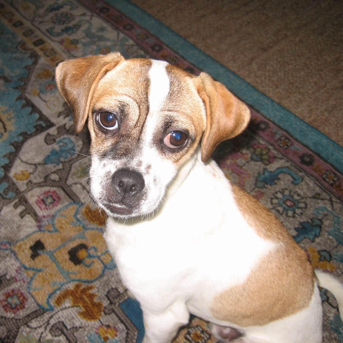 Enlarge Odin, a Adoptable mixed breed in Eugene, OR image 4/4