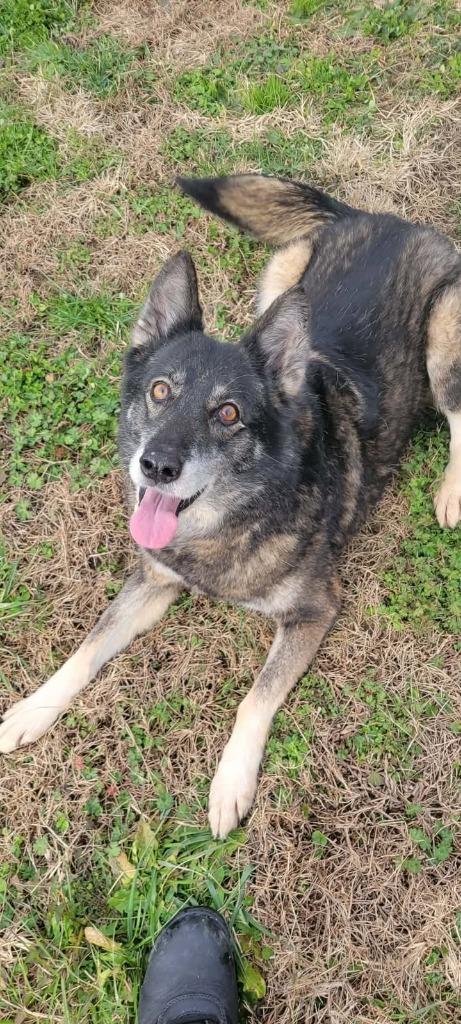 Maddie, Adoptable, Adult Female Husky.