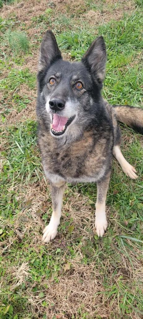 Maddie, Adoptable, Adult Female Husky.