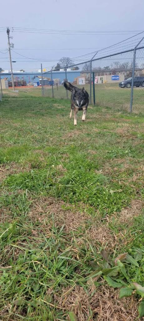 Maddie, a Adoptable Husky in Shelbyville, TN image 3/6