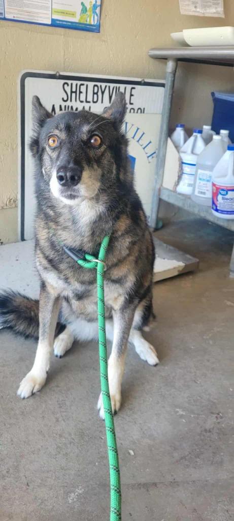 Maddie, a Adoptable Husky in Shelbyville, TN image 4/6