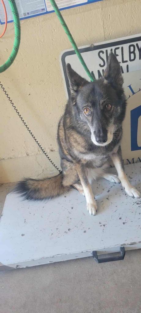 Maddie, a Adoptable Husky in Shelbyville, TN image 6/6