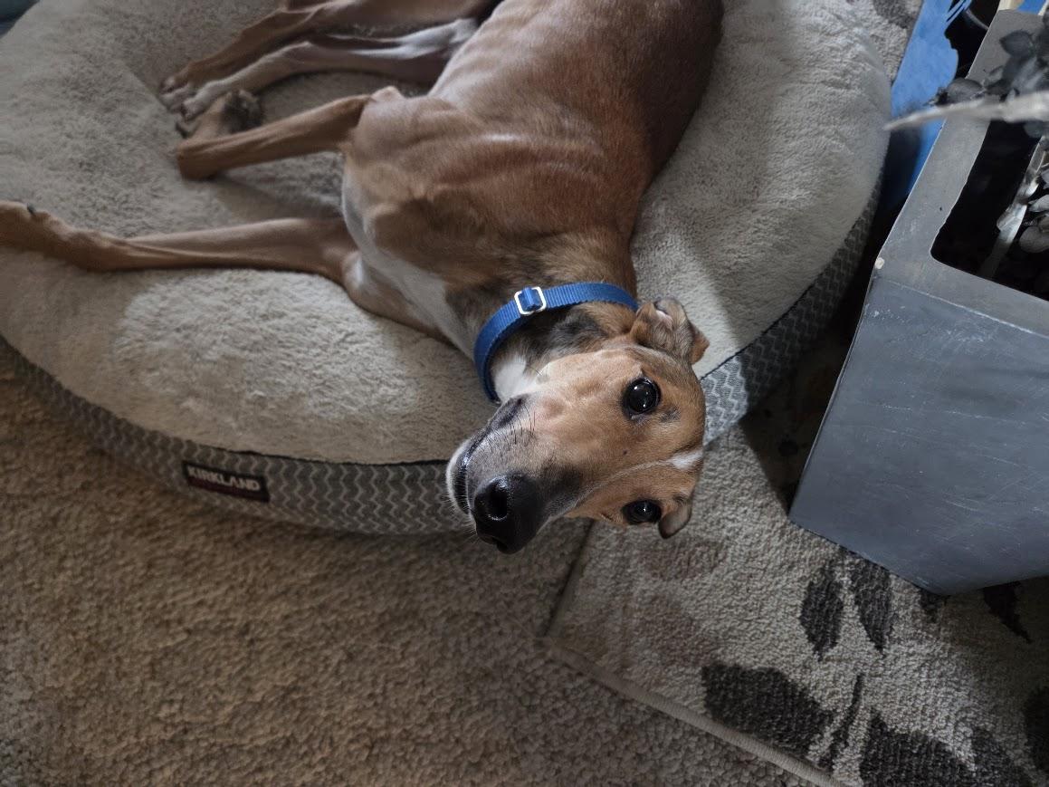 Enlarge Jack, a Adoptable mixed breed in Goshen, IN image 2/3