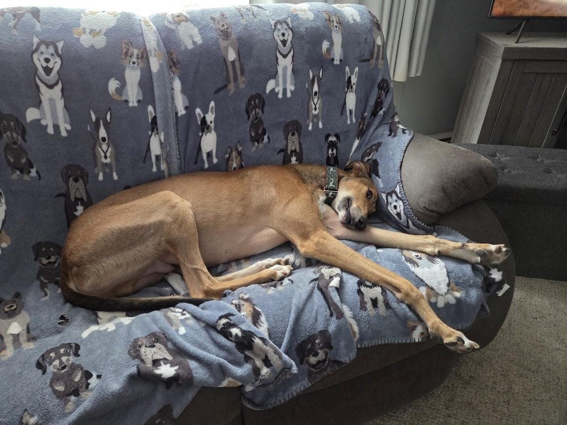 Enlarge Jack, a Adoptable mixed breed in Goshen, IN image 5/5