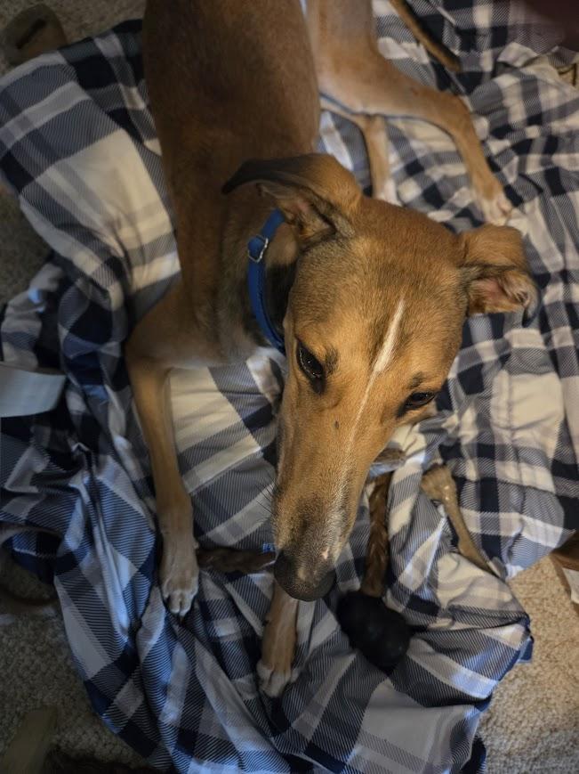 Enlarge Jack, a Adoptable mixed breed in Goshen, IN image 3/3