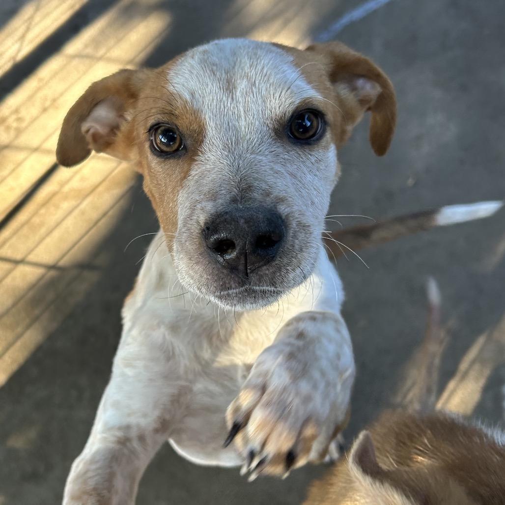 Tuxedo, Adoptable, Young Male Mixed Breed.