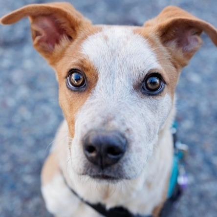 Enlarge Tuxedo, a Adoptable Mixed Breed in Moab, UT image 2/2