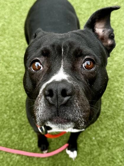 Lily, Adoptable, Adult Female Mixed Breed & Mixed Breed.