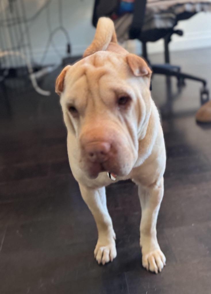 NEW! Maggie, Adult Female Shar-Pei