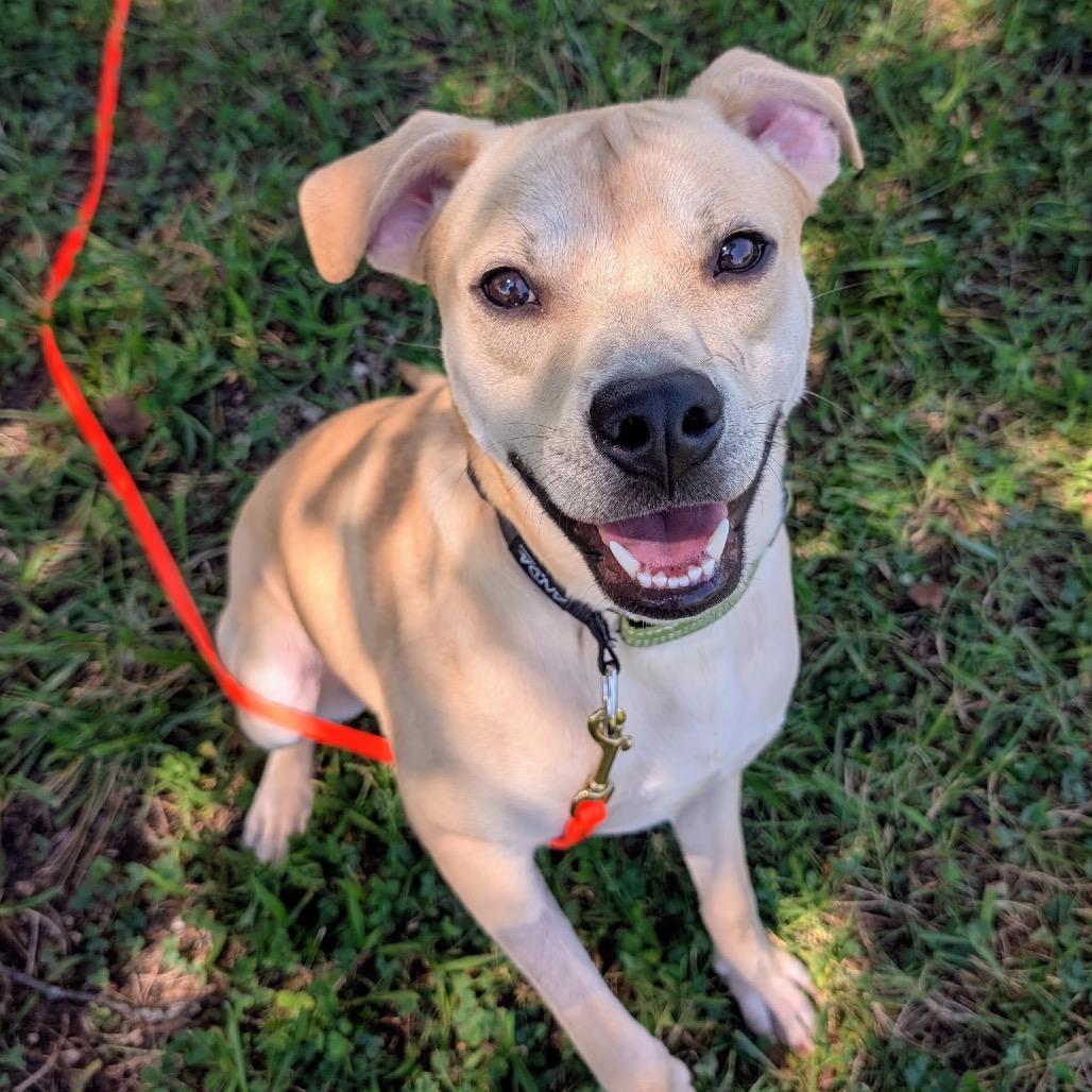 Binx, Adoptable, Adult Male Yellow Labrador Retriever.
