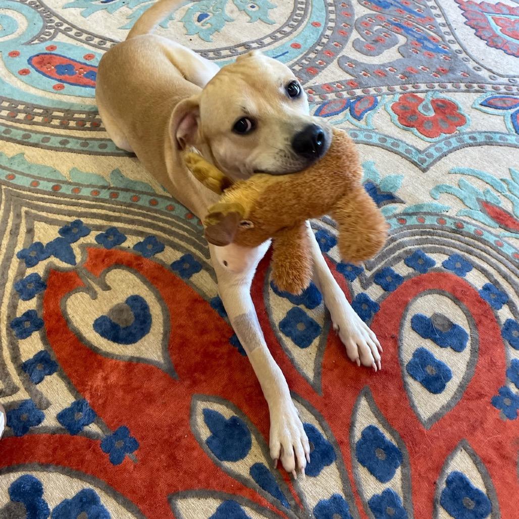 Enlarge Binx, a Adoptable Yellow Labrador Retriever in Huntsville, AL image 2/2