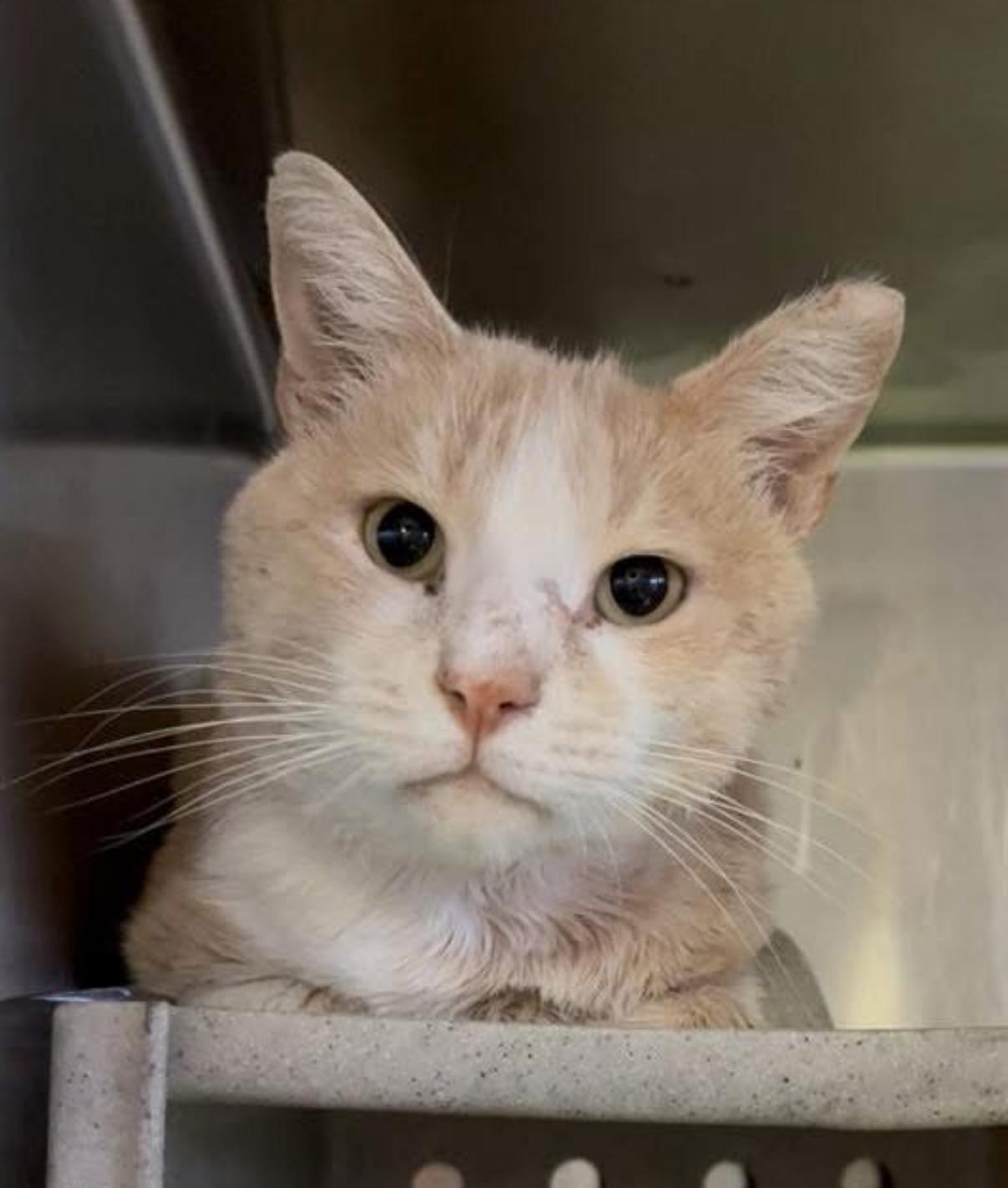 Enlarge Derwin, a Adoptable Domestic Short Hair in Oceanside, CA image 1/3