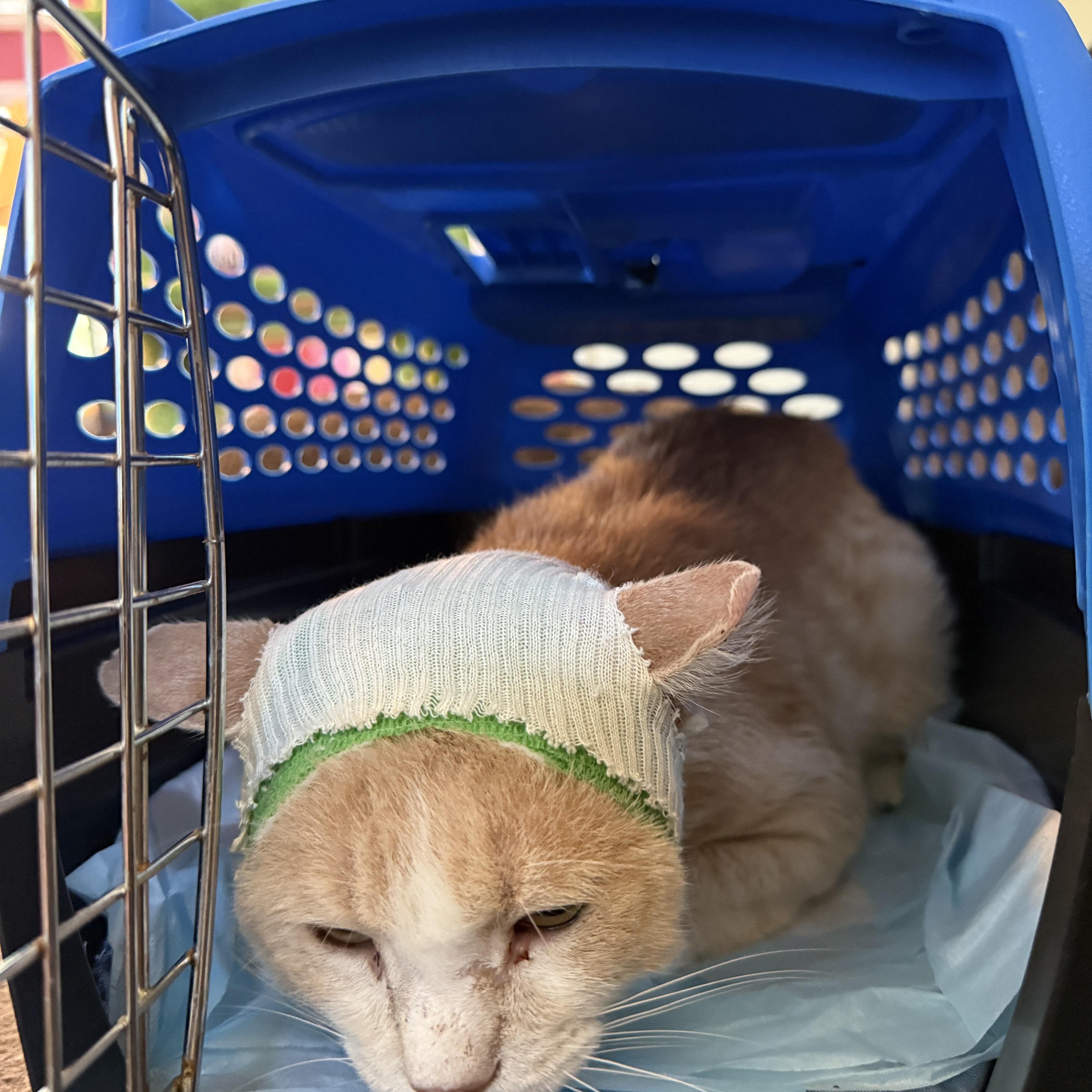 Enlarge Derwin, a Adoptable Domestic Short Hair in Oceanside, CA image 3/3