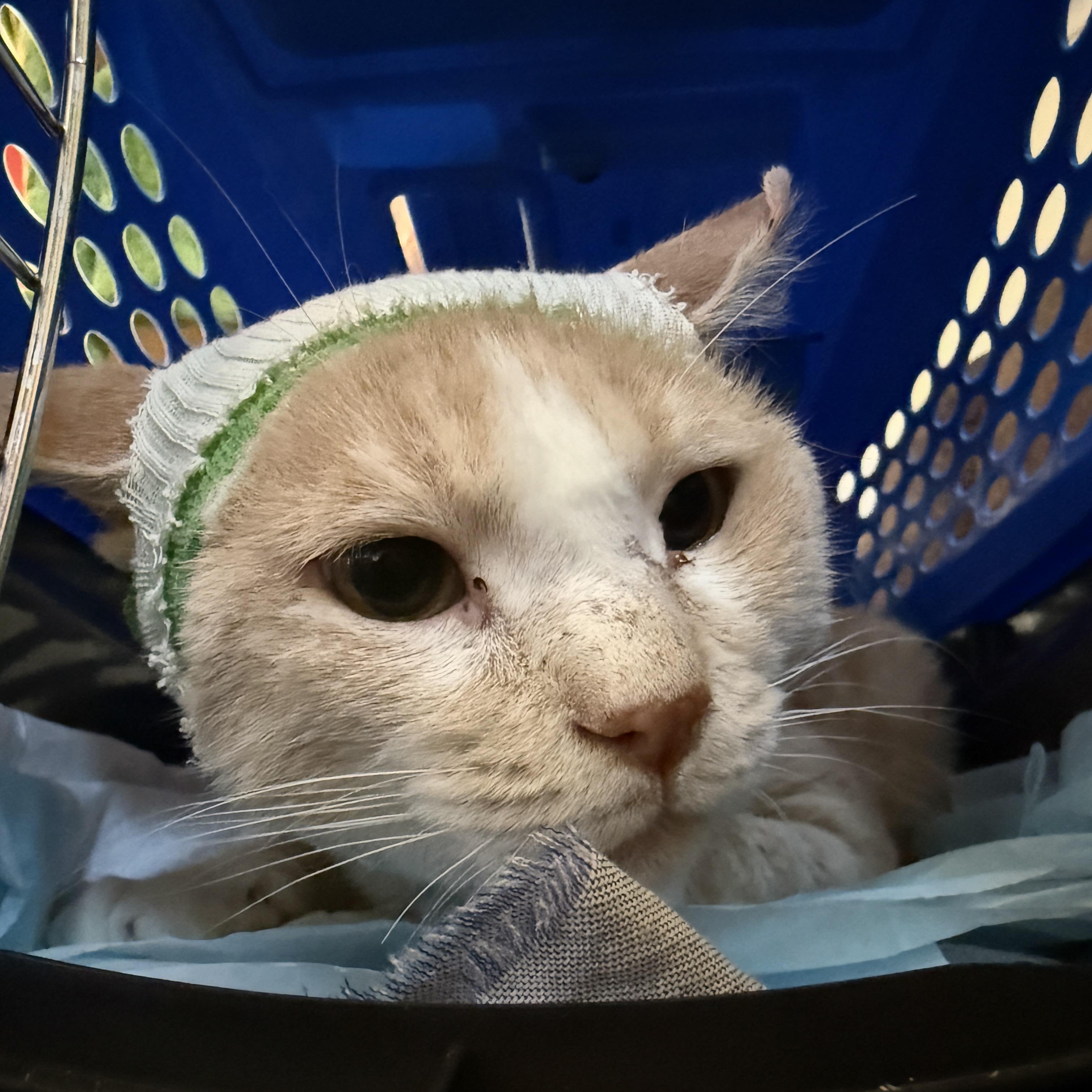 Enlarge Derwin, a Adoptable Domestic Short Hair in Oceanside, CA image 2/3