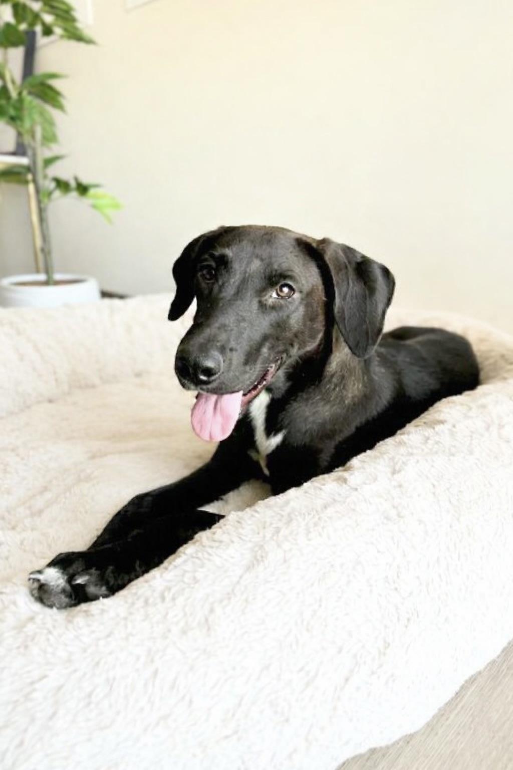 Rori, ADOPTABLE, Young Female Black Labrador Retriever.