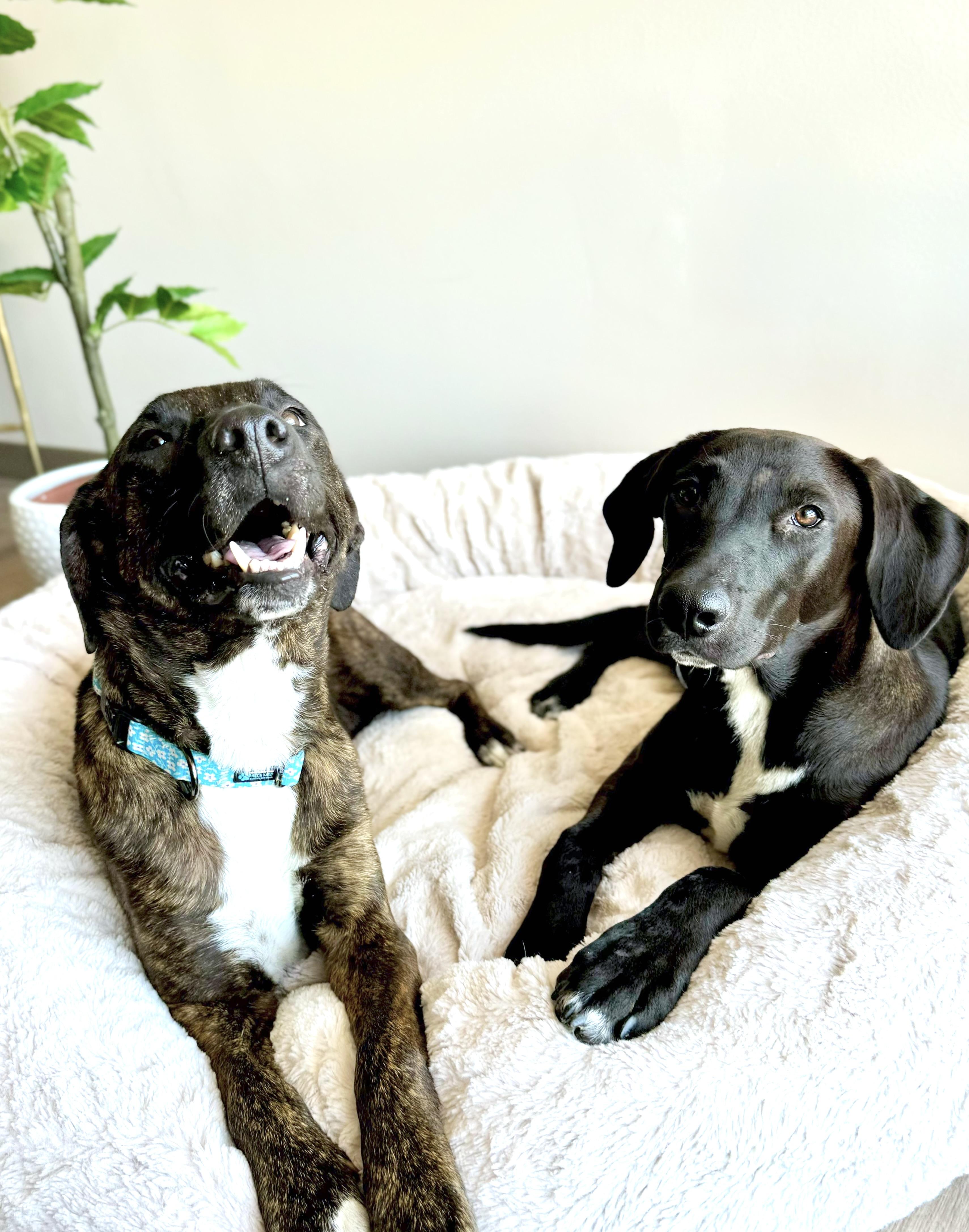 Enlarge Rori, a ADOPTABLE mixed breed in Scottsdale, AZ image 4/4
