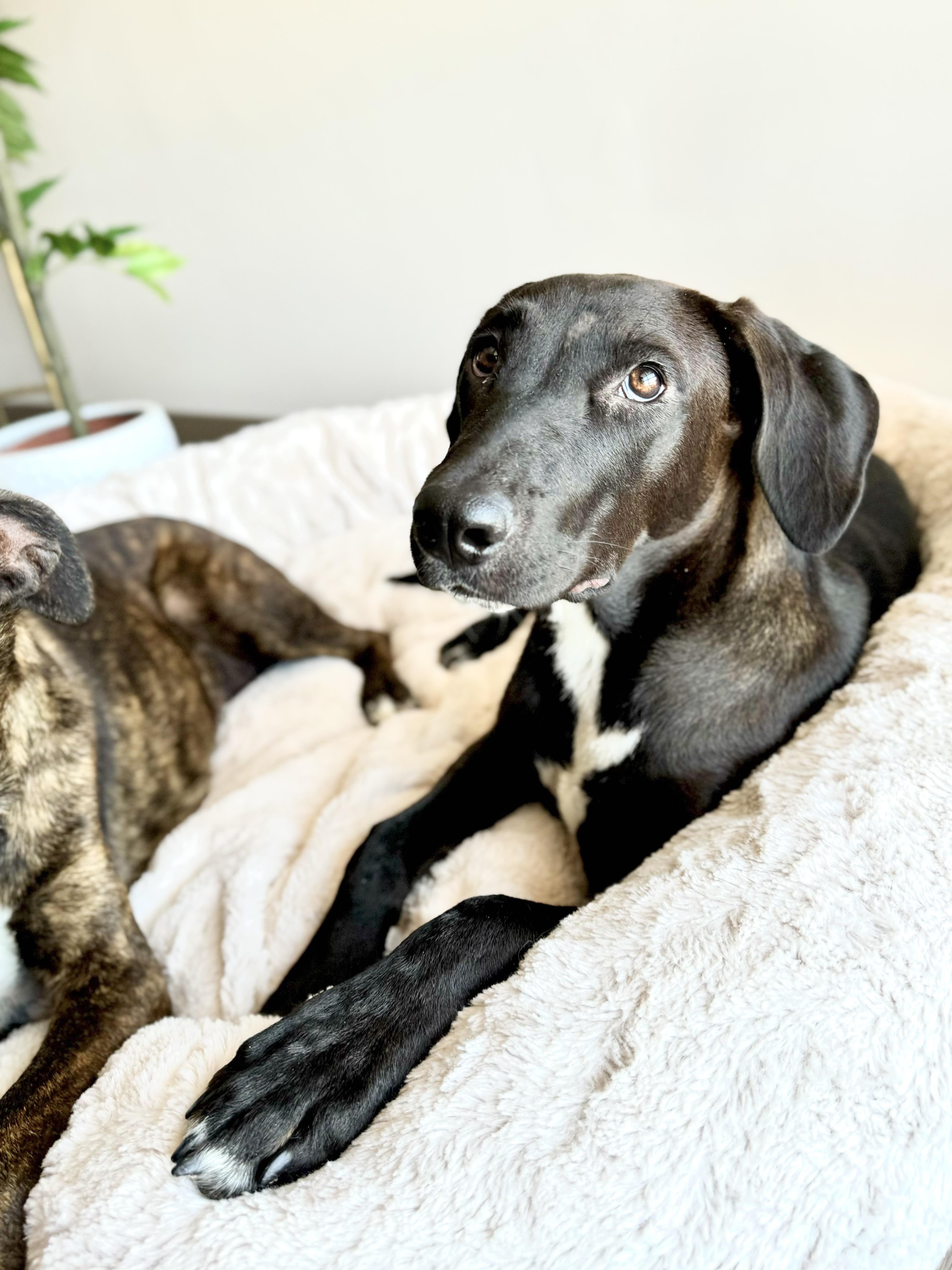 Enlarge Rori, a ADOPTABLE mixed breed in Scottsdale, AZ image 2/4