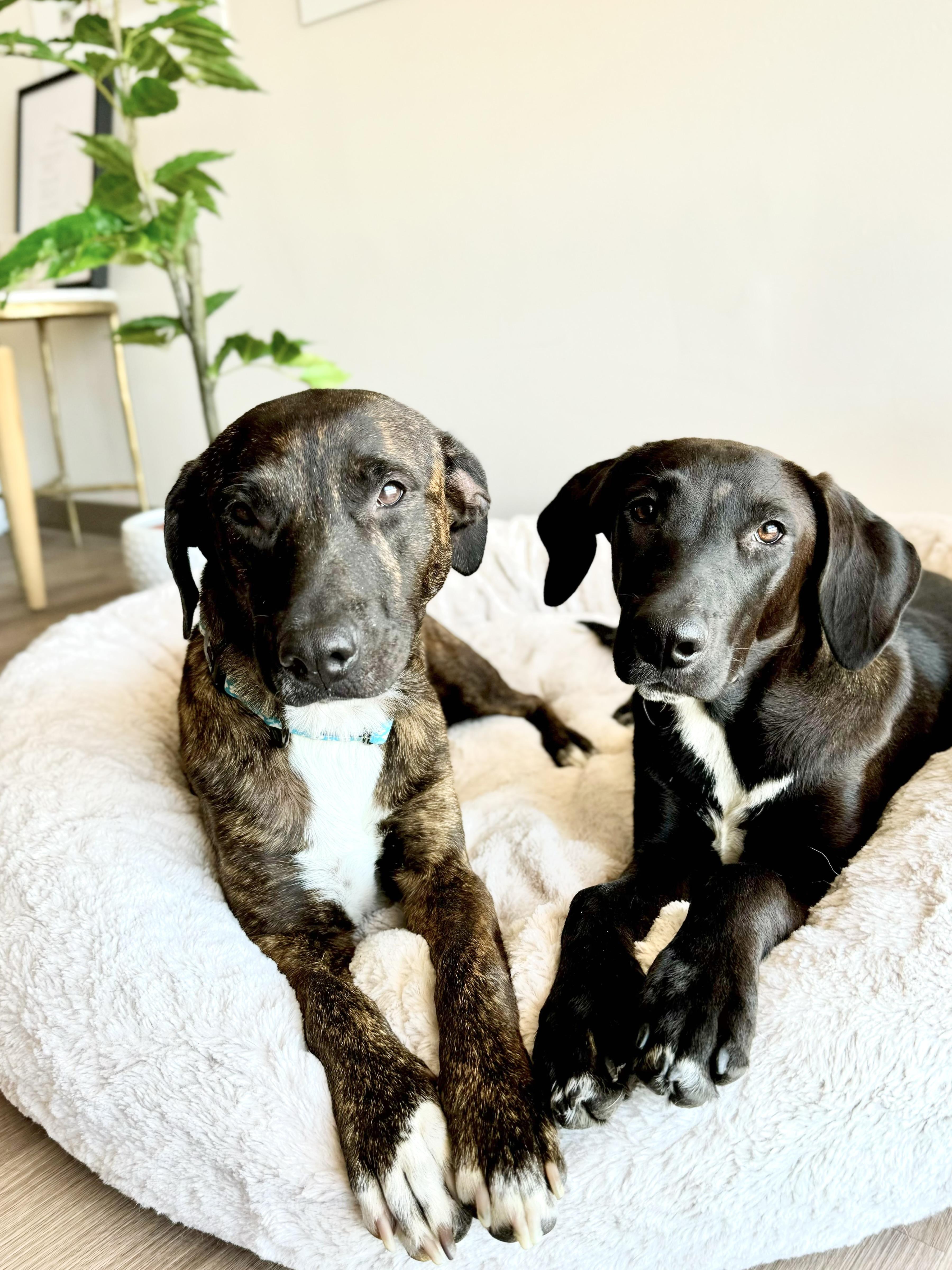 Enlarge Rori, a ADOPTABLE mixed breed in Scottsdale, AZ image 3/4