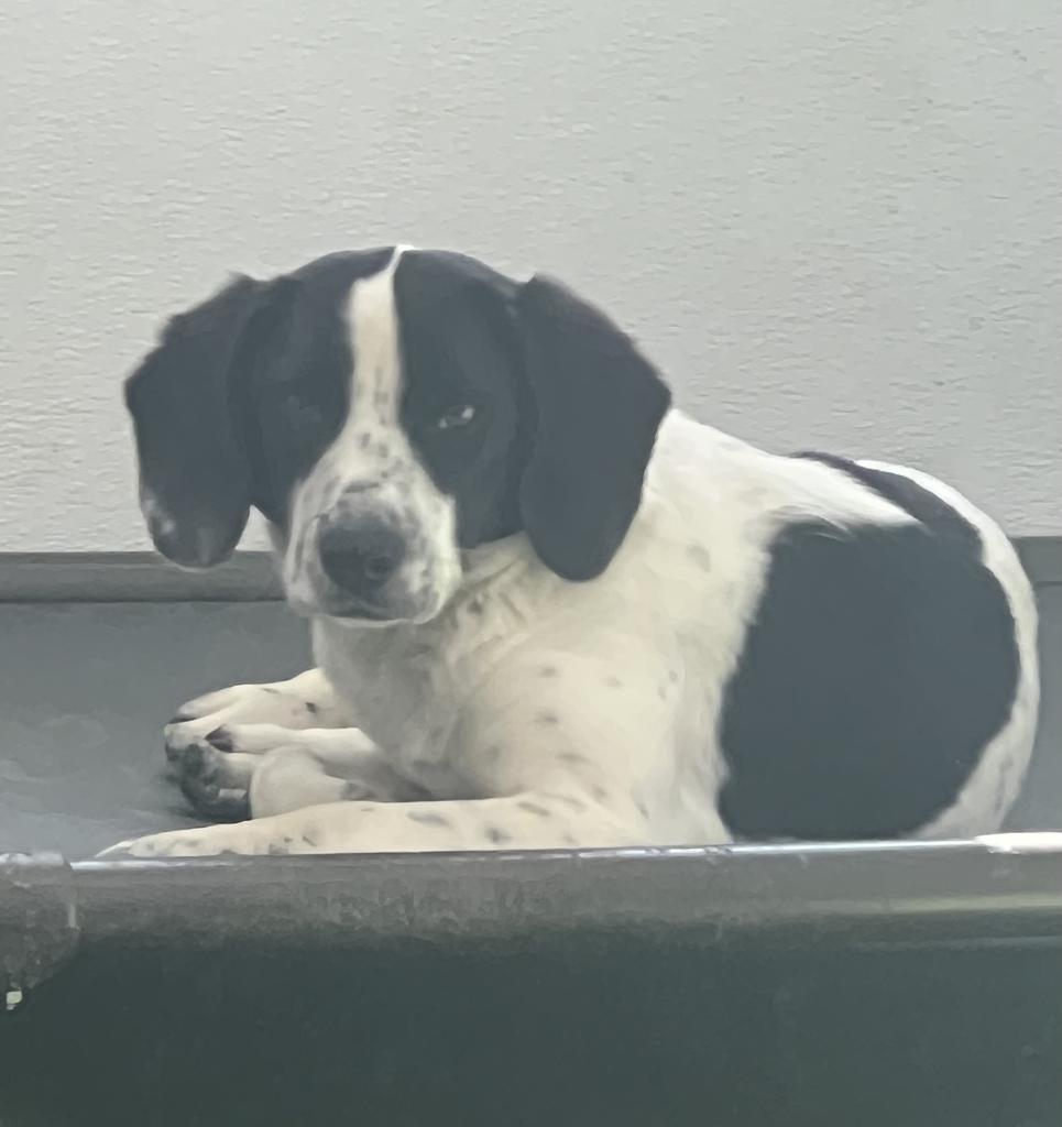Waylon, Adopted, Adult Male German Shorthaired Pointer & Beagle.