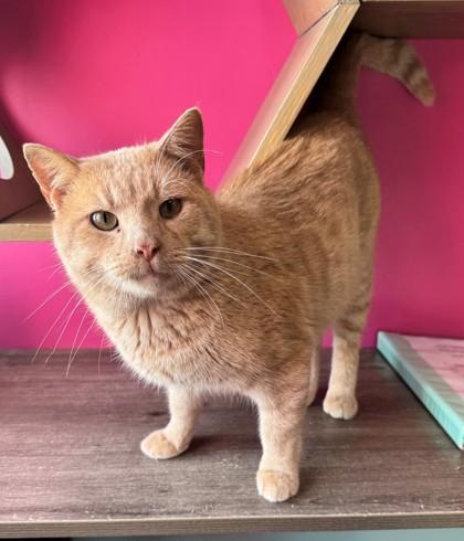 Bobby Nash, Adoptable, Adult Male Domestic Short Hair & Domestic Short Hair.