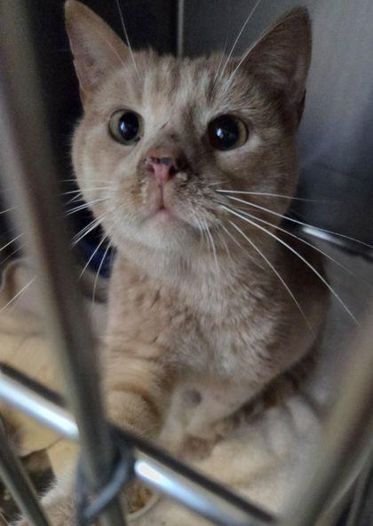 Bobby Nash, a Adoptable mixed breed in Willmar, MN image 2/2