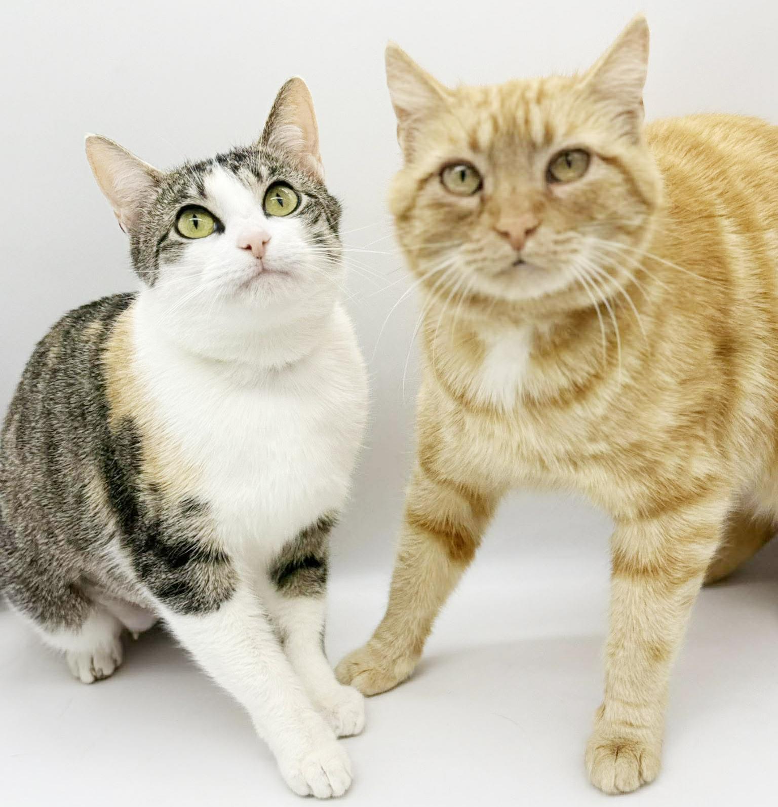 Enlarge Rosie and Roo - BONDED MOM AND DAUGHTER - wow epic sweet - LOVE dogs too!  VIDEO!!!, a ADOPTABLE Tabby in Bedford Hills, NY image 6/6