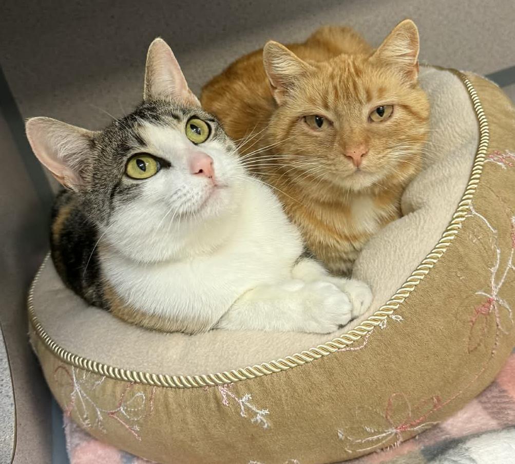 Enlarge Rosie and Roo - BONDED MOM AND DAUGHTER - wow epic sweet - LOVE dogs too!  VIDEO!!!, a ADOPTABLE Tabby in Bedford Hills, NY image 2/6