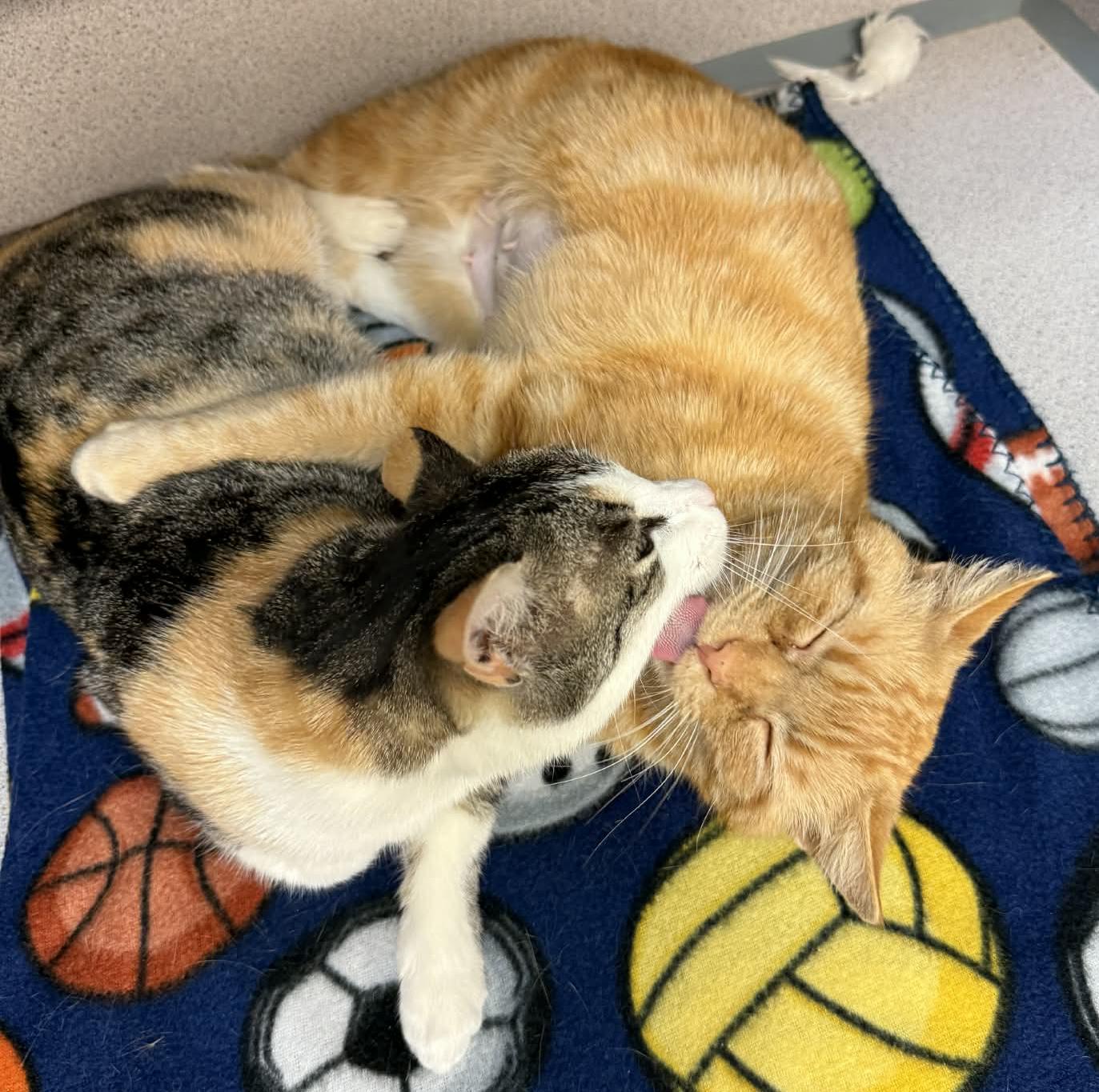 Enlarge Rosie and Roo - BONDED MOM AND DAUGHTER - wow epic sweet - LOVE dogs too!  VIDEO!!!, a ADOPTABLE Tabby in Bedford Hills, NY image 4/6