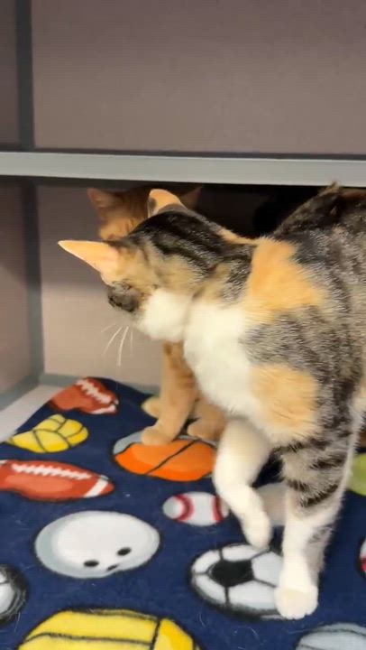 Enlarge Rosie and Roo - BONDED MOM AND DAUGHTER - wow epic sweet - LOVE dogs too!  VIDEO!!!, a ADOPTABLE Tabby in Bedford Hills, NY video 5/6