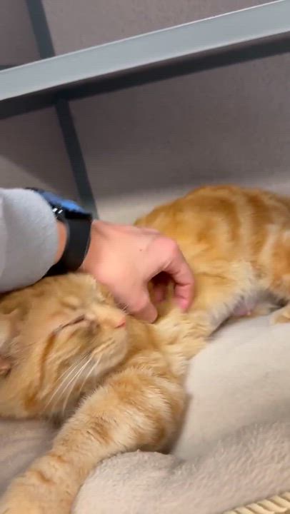 Enlarge Rosie and Roo - BONDED MOM AND DAUGHTER - wow epic sweet - LOVE dogs too!  VIDEO!!!, a ADOPTABLE Tabby in Bedford Hills, NY video 3/6