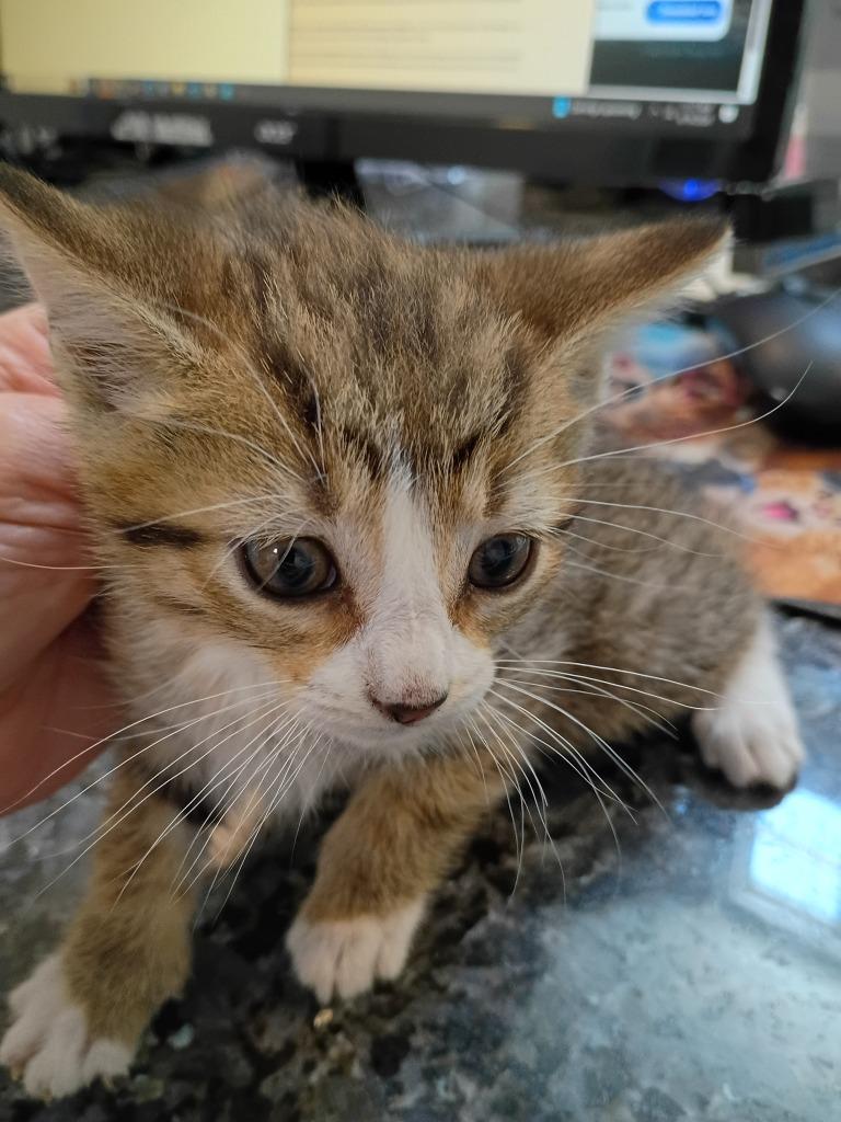 Sunshine, Adoptable, Kitten Female Domestic Short Hair.
