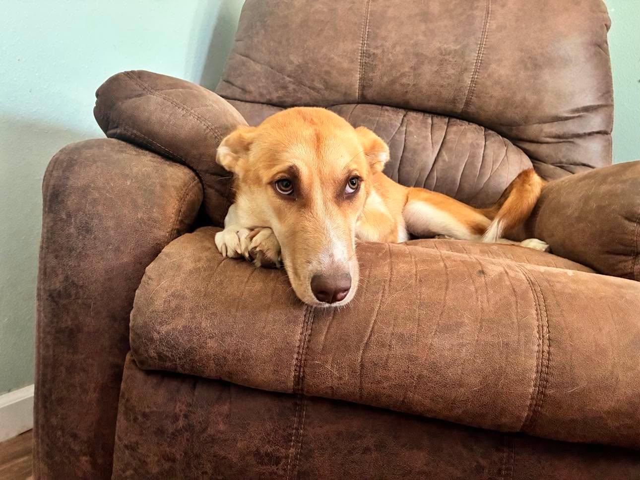 Laverne, a Adoptable mixed breed in Sugar Land, TX image 2/6