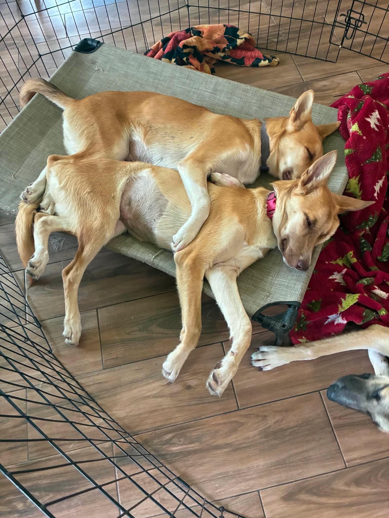 Laverne, a Adoptable mixed breed in Sugar Land, TX image 5/6