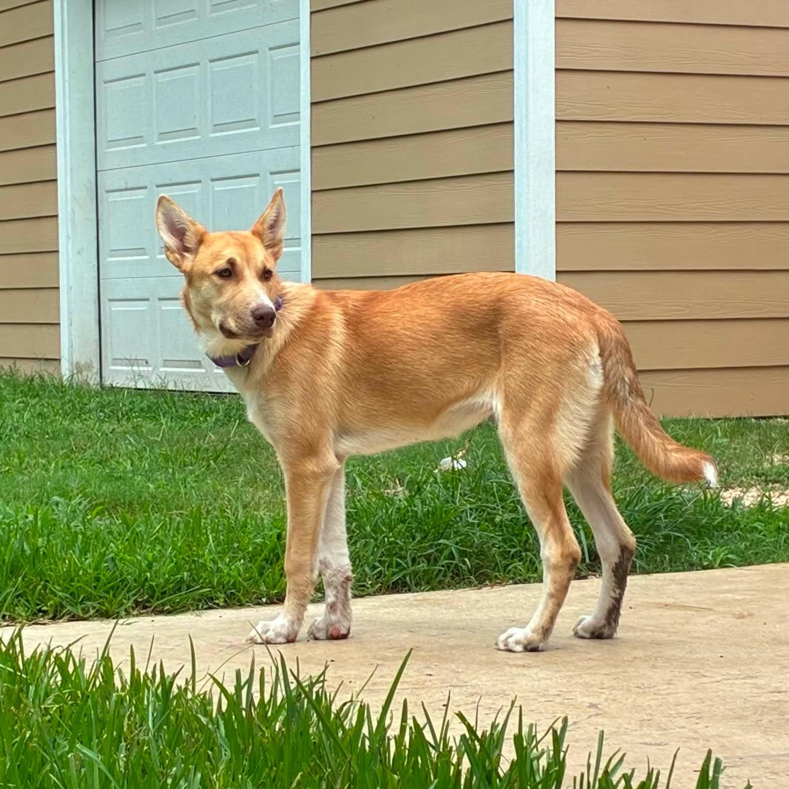 Laverne, a Adoptable mixed breed in Sugar Land, TX image 1/6