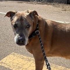 Enlarge Scooby, a ADOPTABLE mixed breed in Bernalillo, NM image 2/5