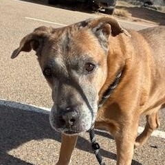 Scooby, ADOPTABLE, Senior Male Shepherd & Boxer.