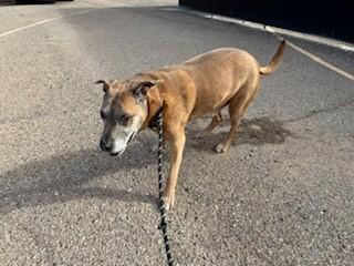 Enlarge Scooby, a ADOPTABLE mixed breed in Bernalillo, NM image 4/5