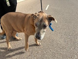 Enlarge Scooby, a ADOPTABLE mixed breed in Bernalillo, NM image 3/5