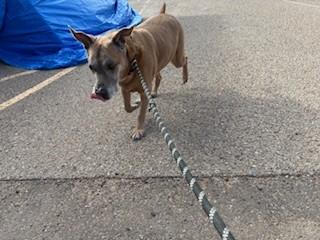Enlarge Scooby, a ADOPTABLE mixed breed in Bernalillo, NM image 5/5