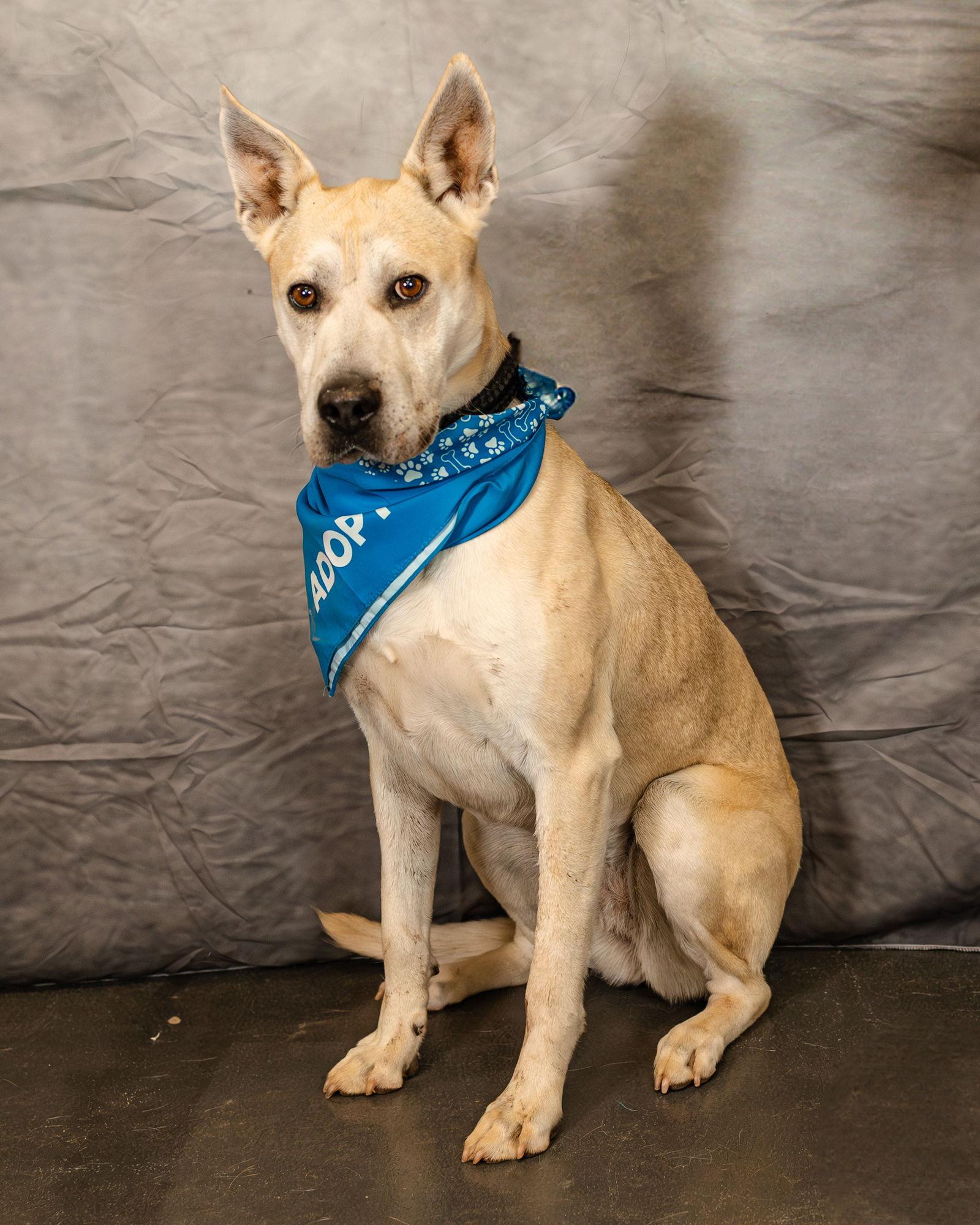 Gloria, Adoptable, Adult Female German Shepherd Dog & Pit Bull Terrier.