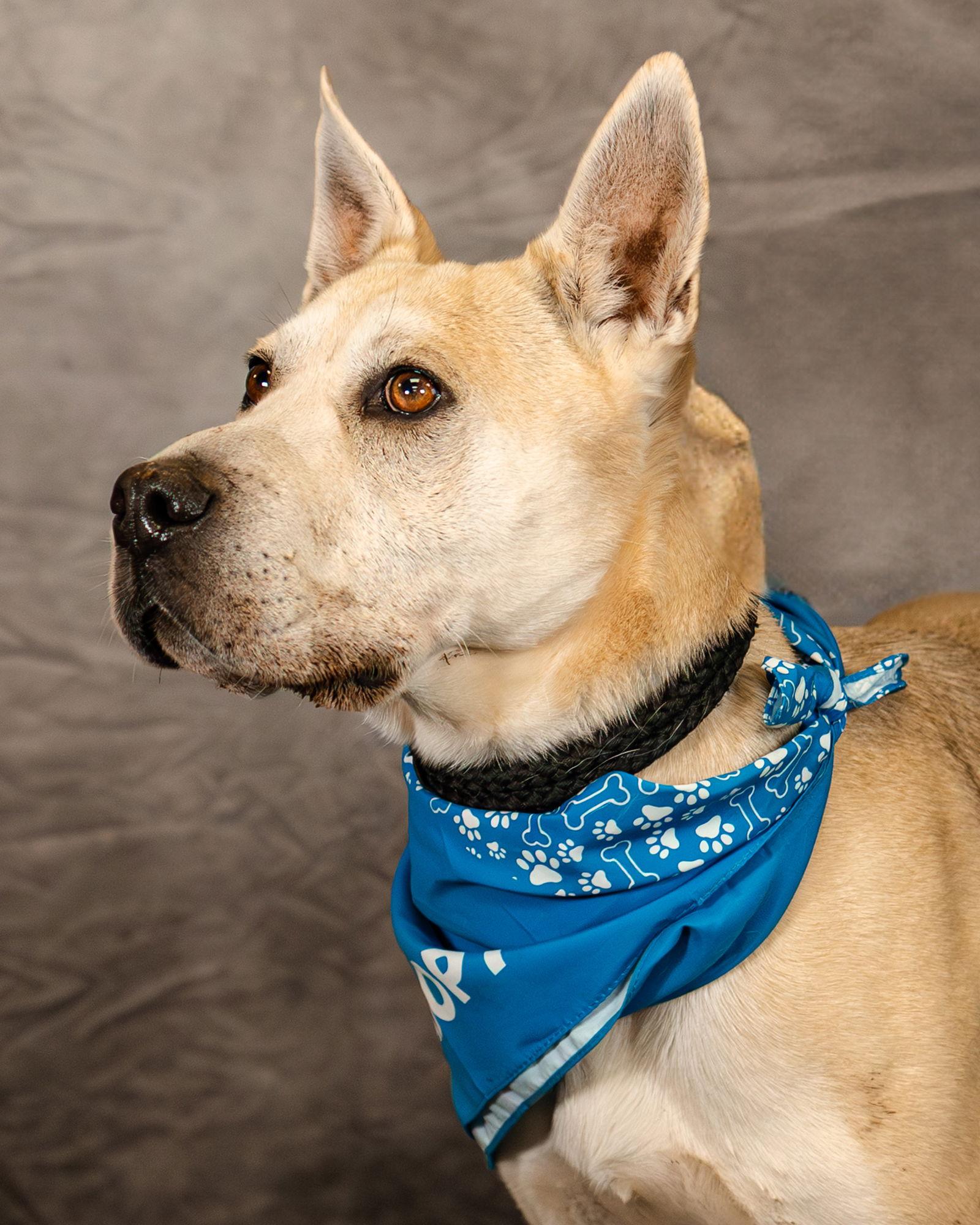 Enlarge Gloria, a Adoptable mixed breed in Clinton, OK image 3/3