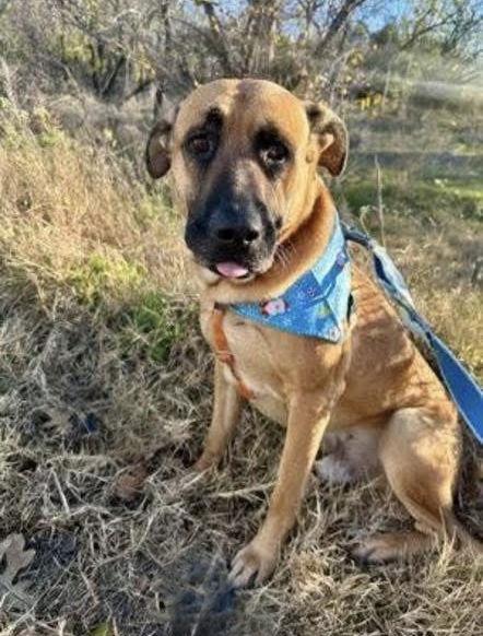 Enlarge Oakley, a Adoptable Mixed Breed in Rockwall, TX image 1/3