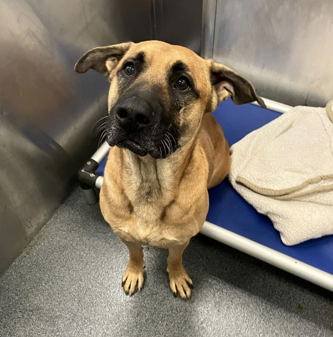 Enlarge Oakley, a Adoptable Mixed Breed in Rockwall, TX image 2/3