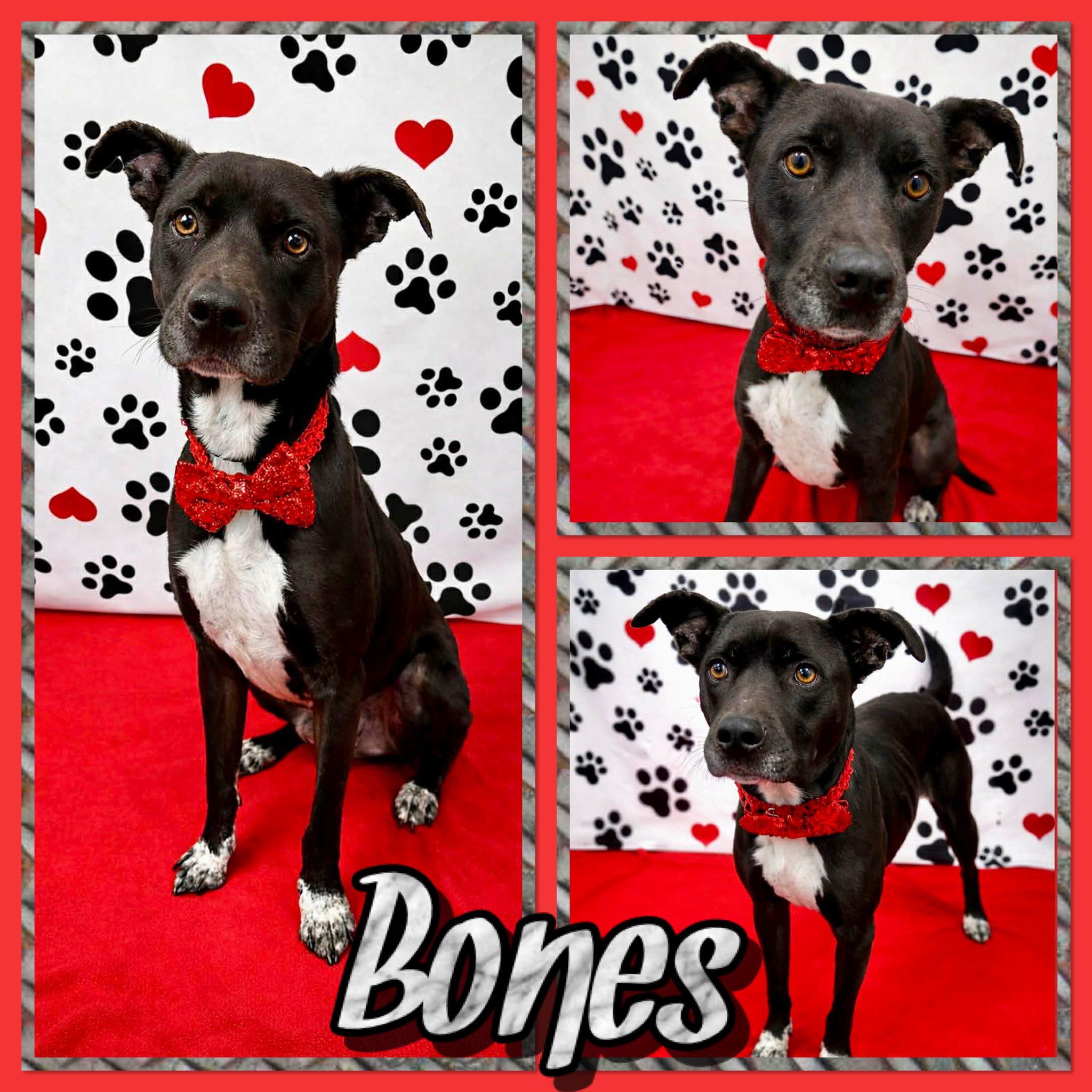 Enlarge Bones, a ADOPTABLE mixed breed in Seagoville, TX image 1/1