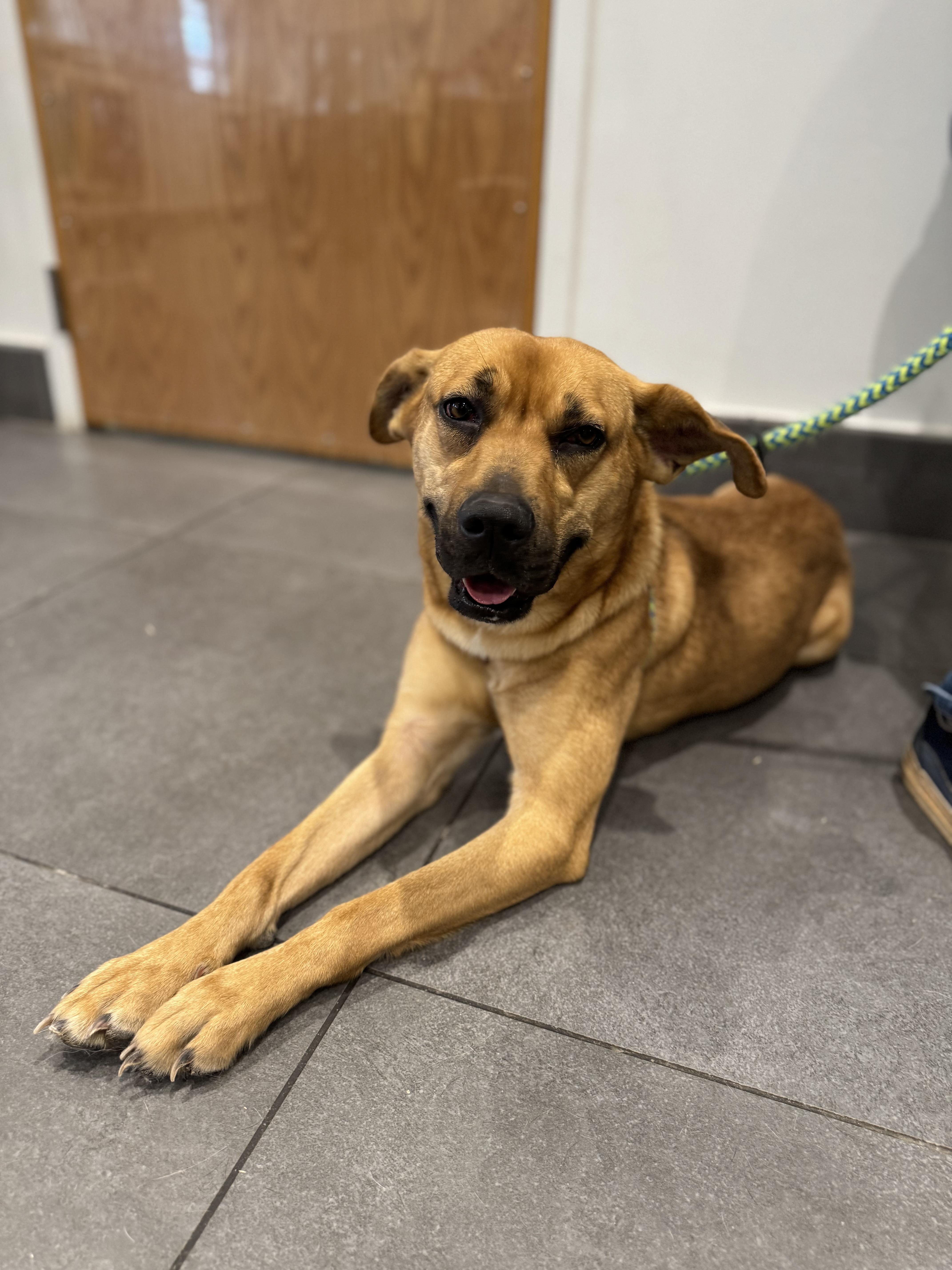 Foxy Roxy, Adoptable, Young Female Mixed Breed.