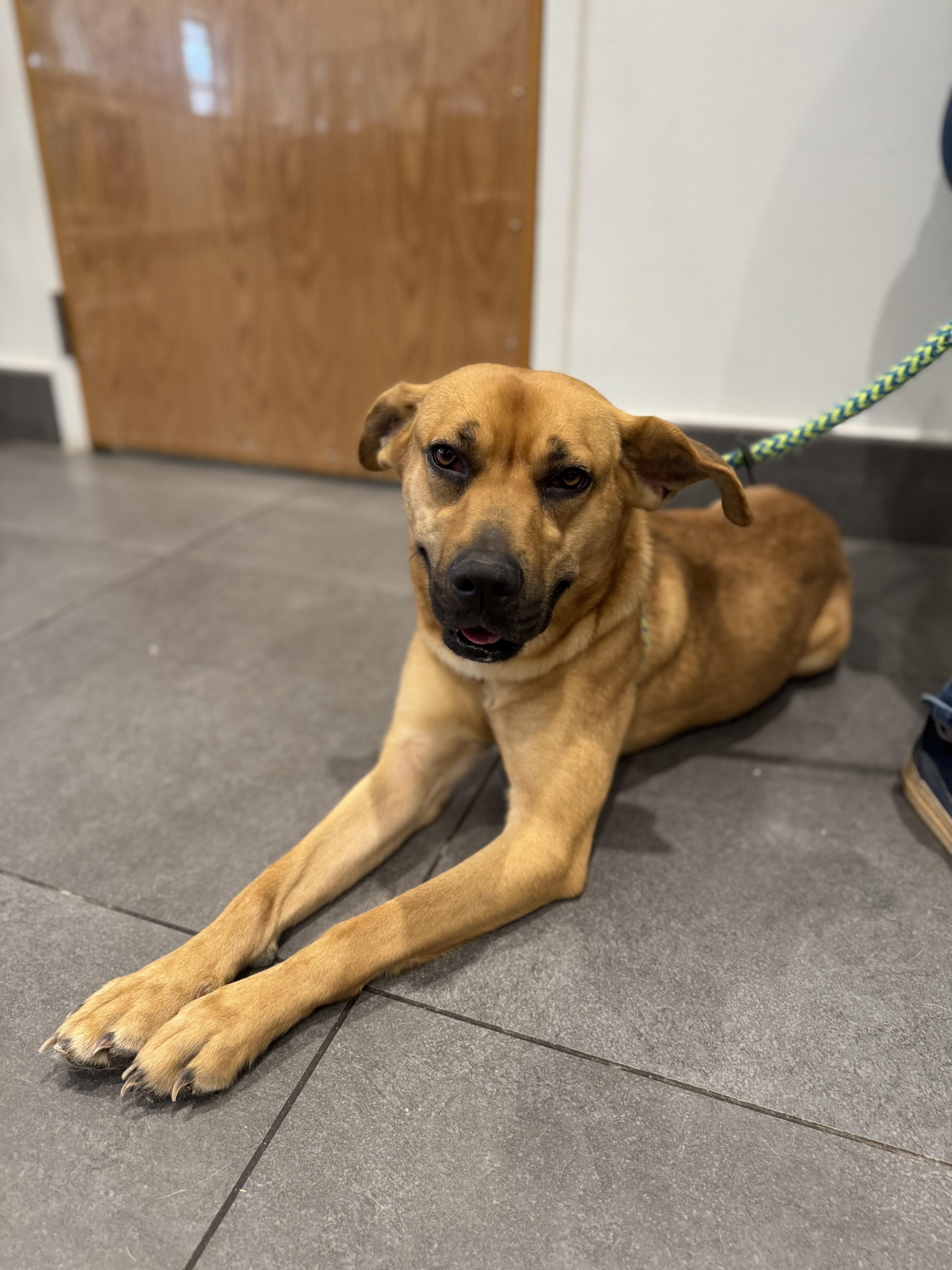 Enlarge Foxy Roxy, a Adoptable mixed breed in atlanta, GA image 4/6