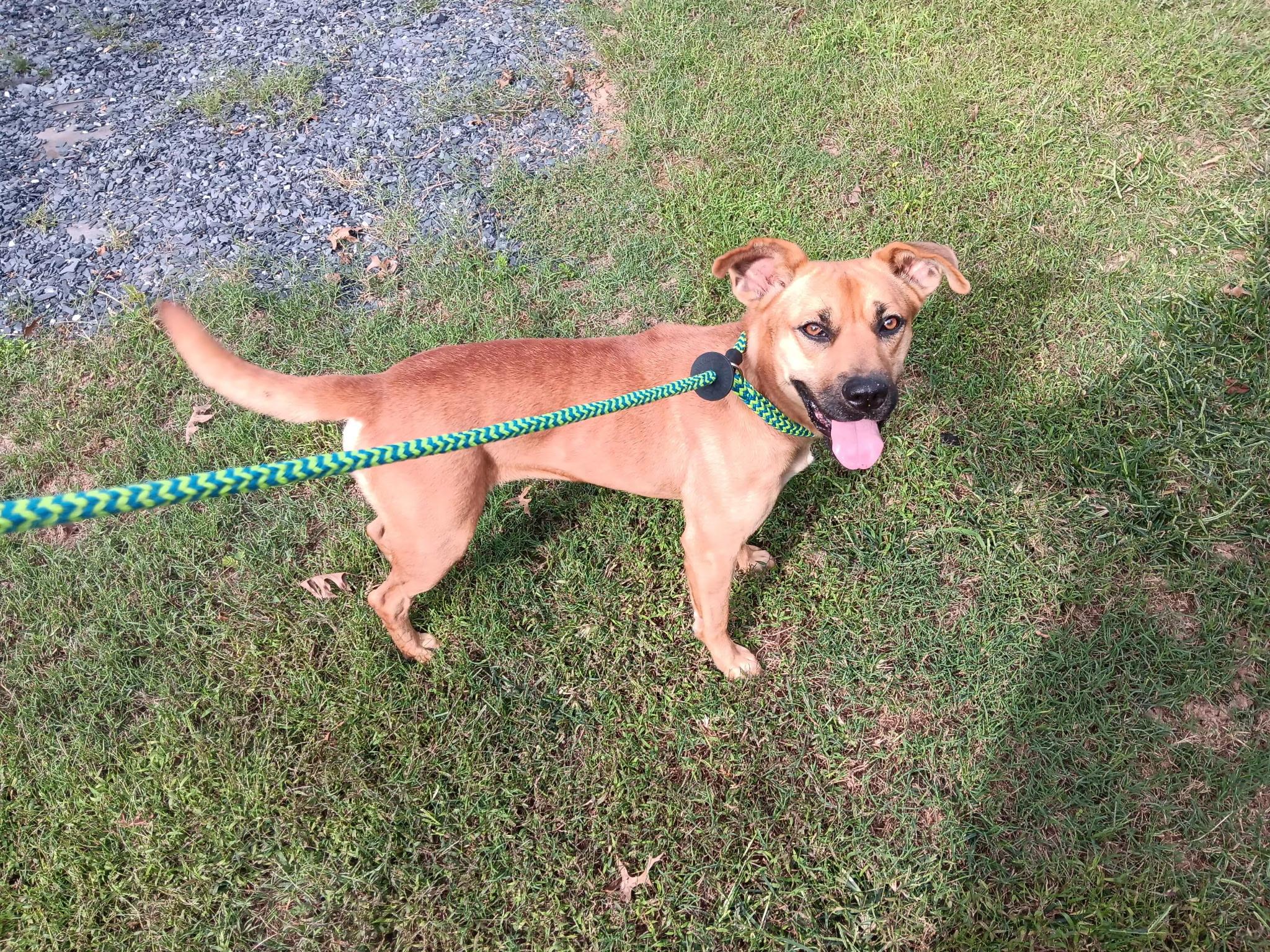 Enlarge Angel, a Adoptable mixed breed in atlanta, GA image 2/2